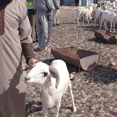 Premier sacrifice de l’Aïd en Mauritanie