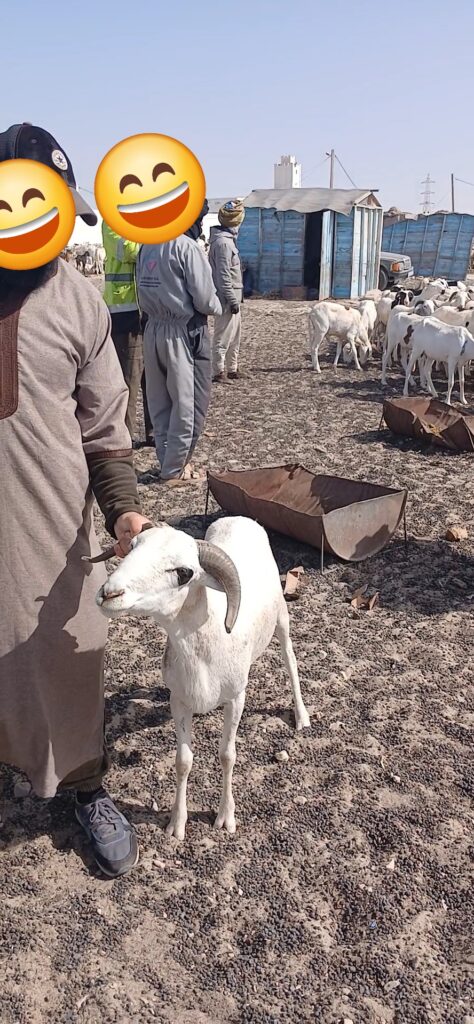 Premier sacrifice de l'Aïd en Mauritanie